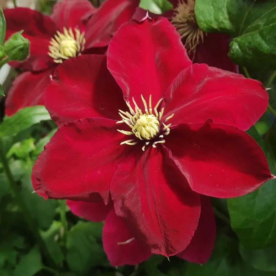 [Copy]Clematis 'Blue Storm'