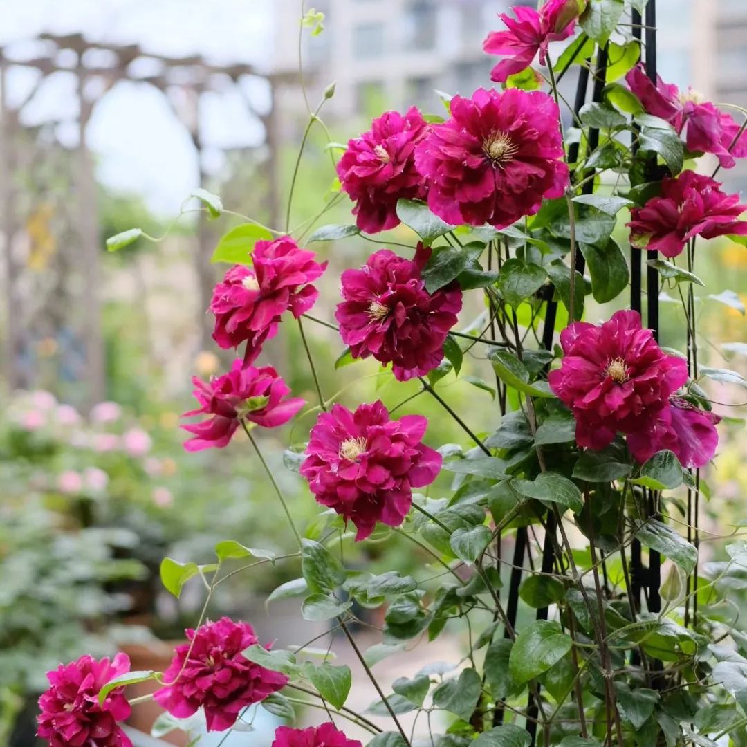 [Copy]Clematis 'Blue Storm'