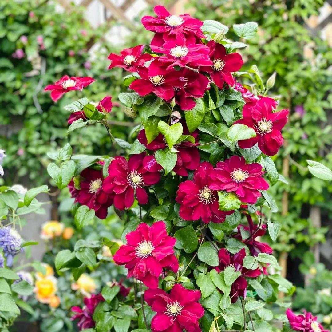 [Copy]Clematis 'Blue Storm'