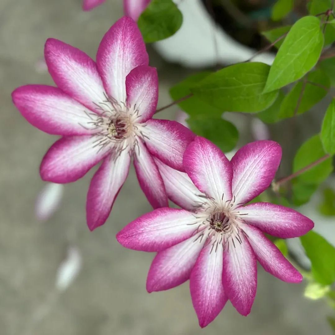 Clematis 'Flamenco Dancer'