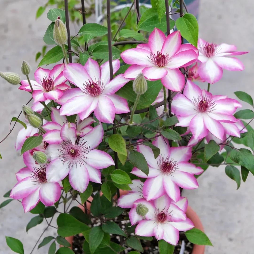 Clematis 'Flamenco Dancer'