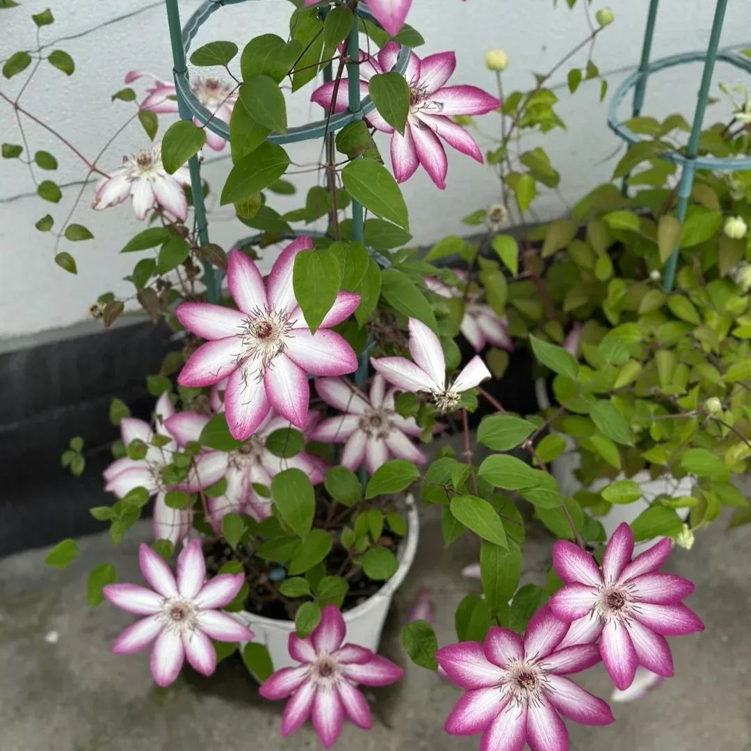 Clematis 'Flamenco Dancer'