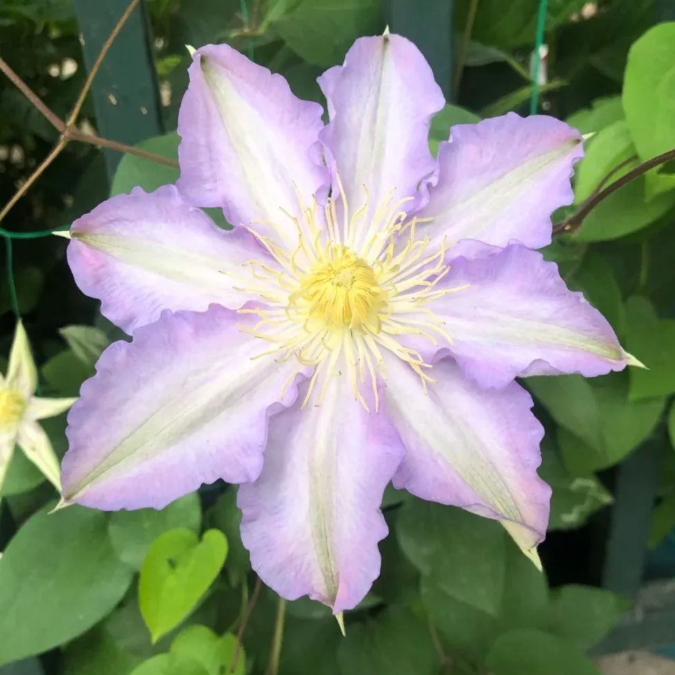 Clematis 'Sliry'