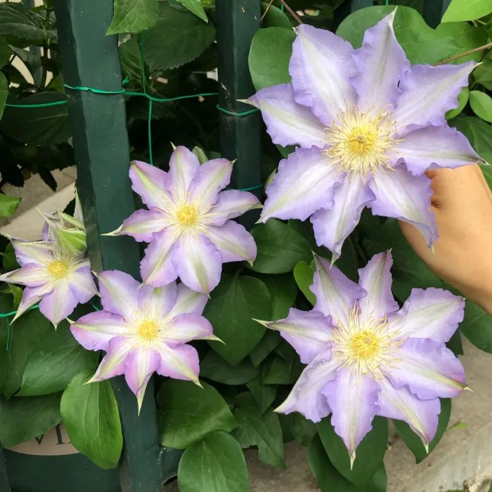 Clematis 'Sliry'