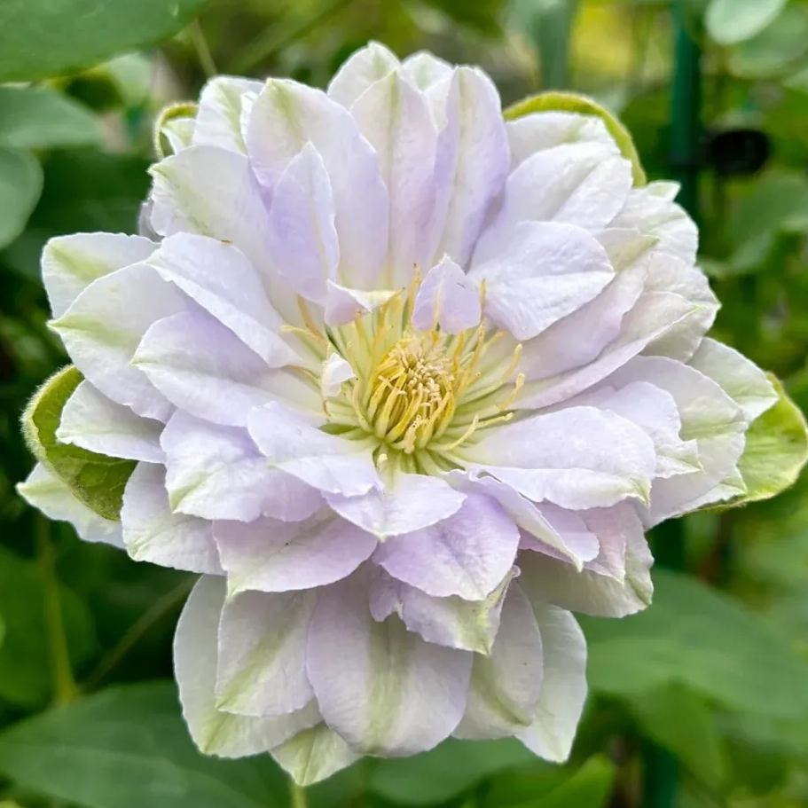 Clematis ' Ruriokoshi'