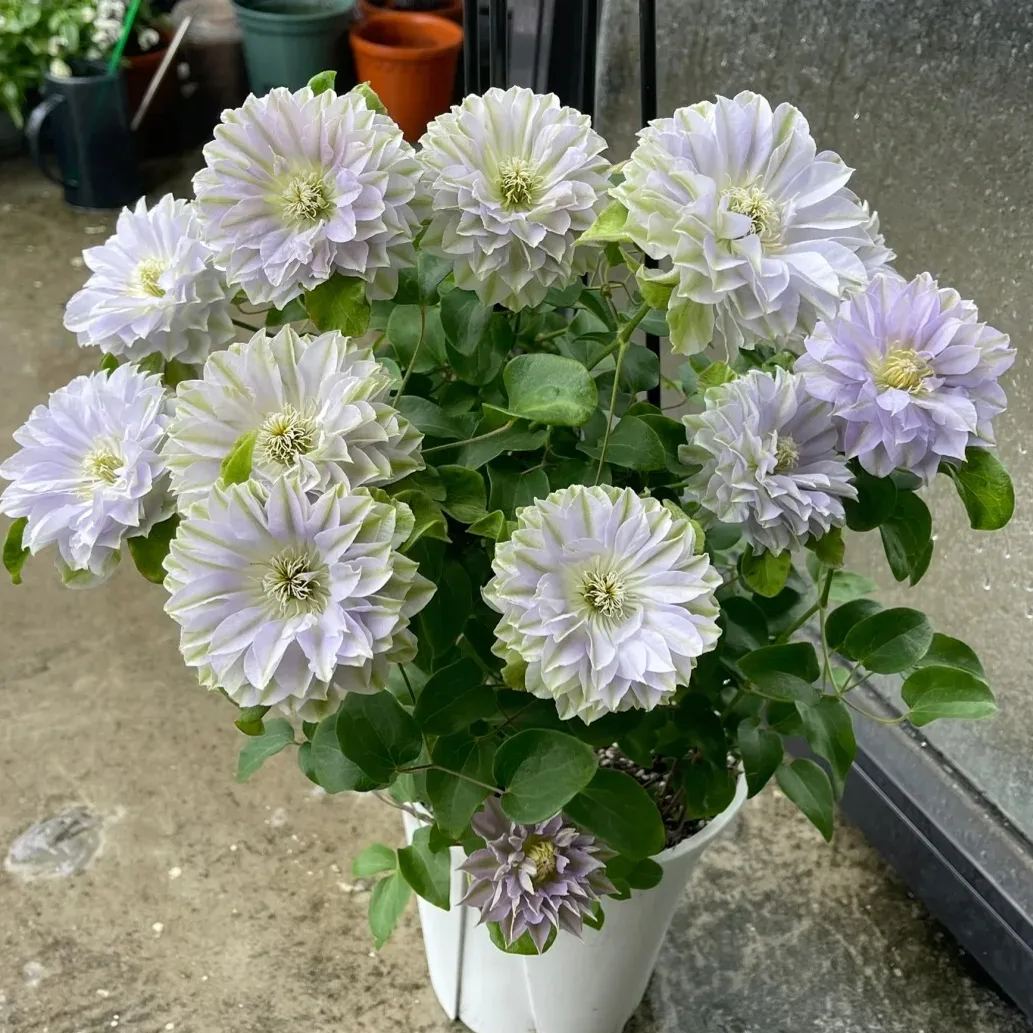 Clematis ' Ruriokoshi'