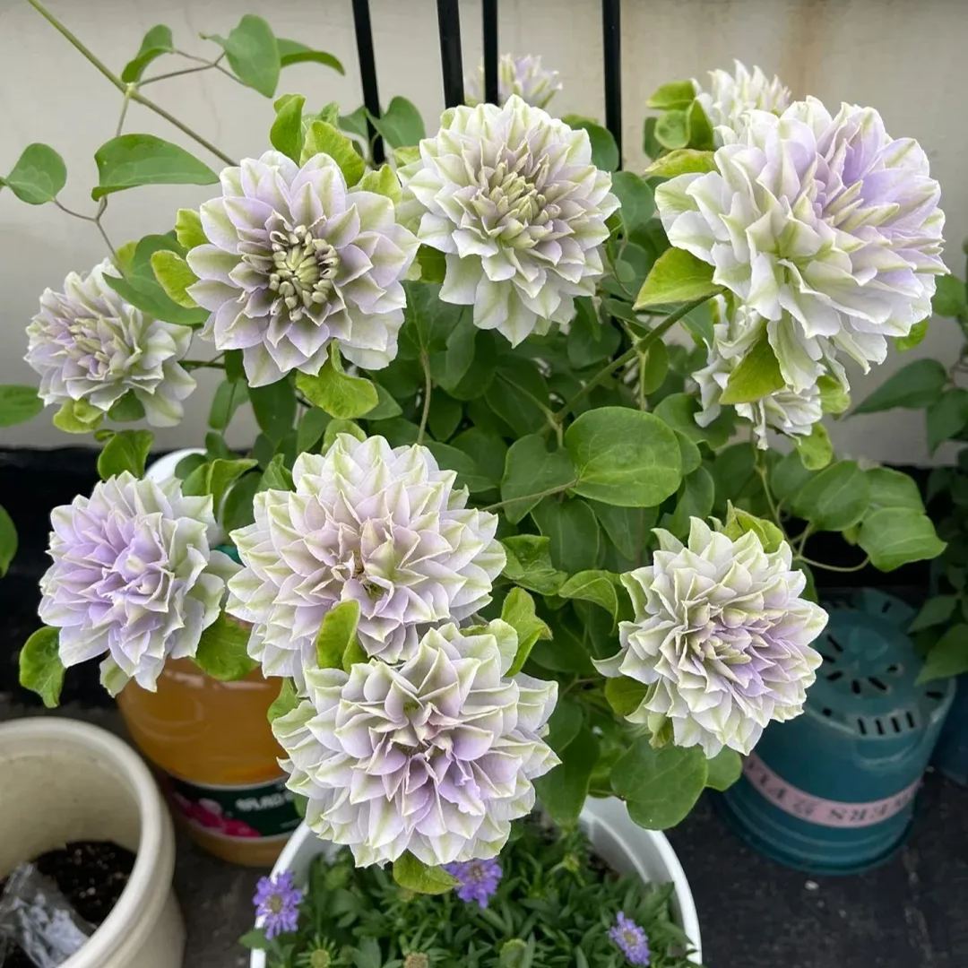 Clematis ' Ruriokoshi'