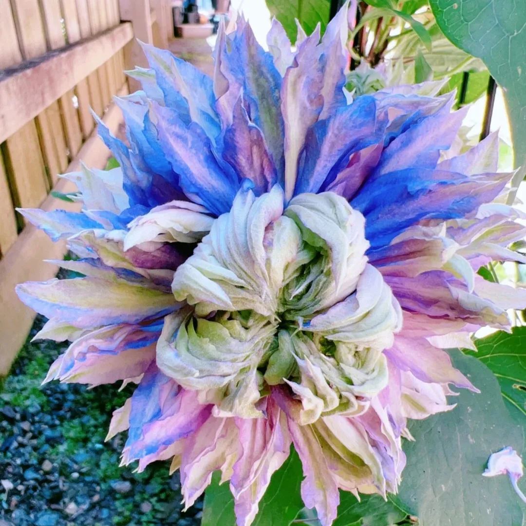 [Copy]Clematis 'Magic Fountain'