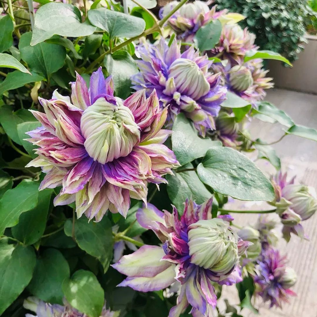 [Copy]Clematis 'Magic Fountain'