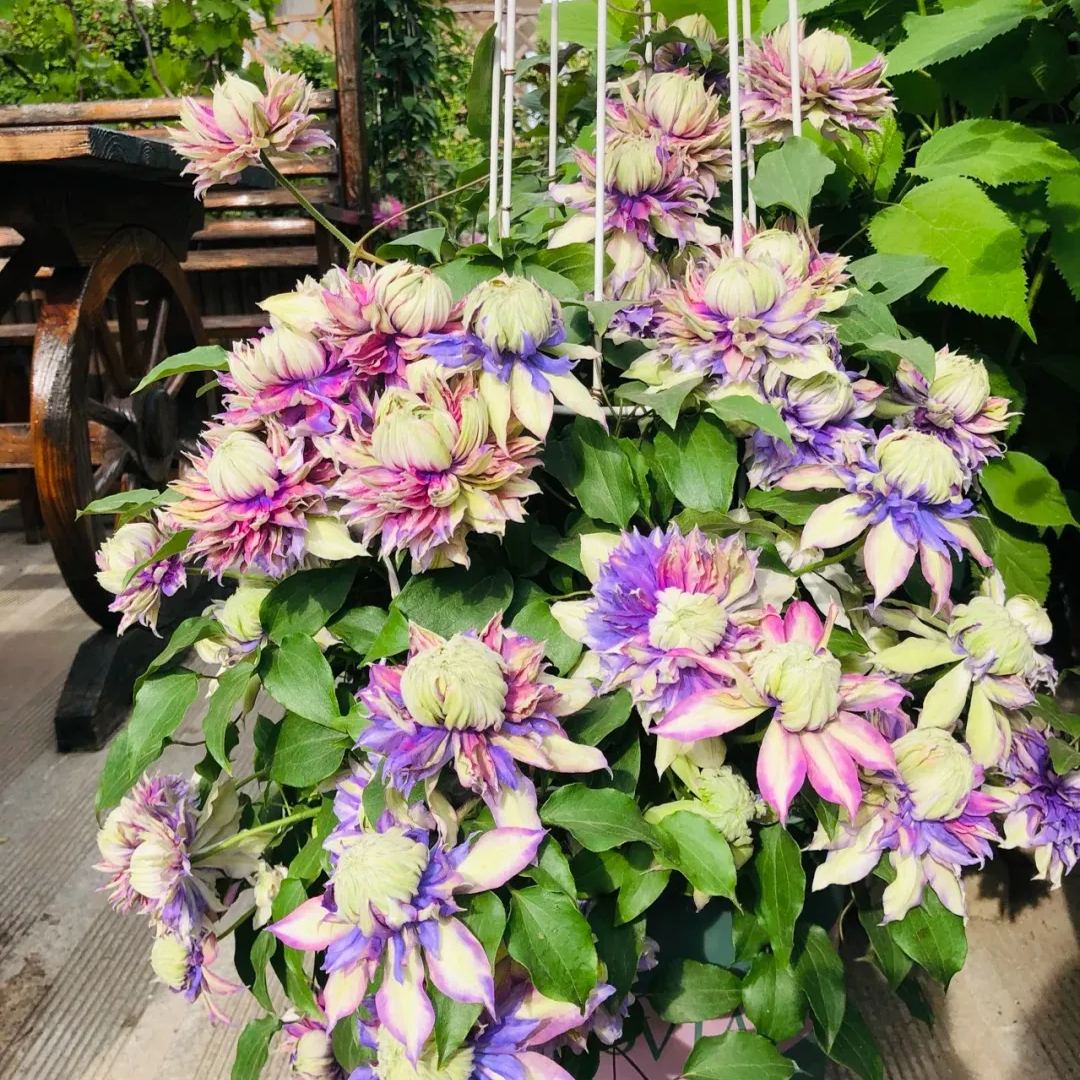 [Copy]Clematis 'Magic Fountain'