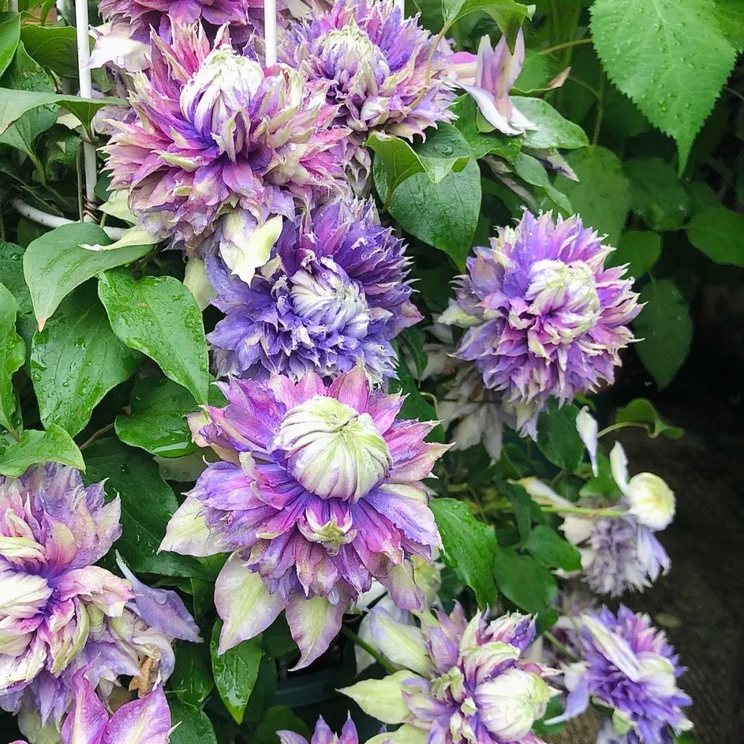 [Copy]Clematis 'Magic Fountain'