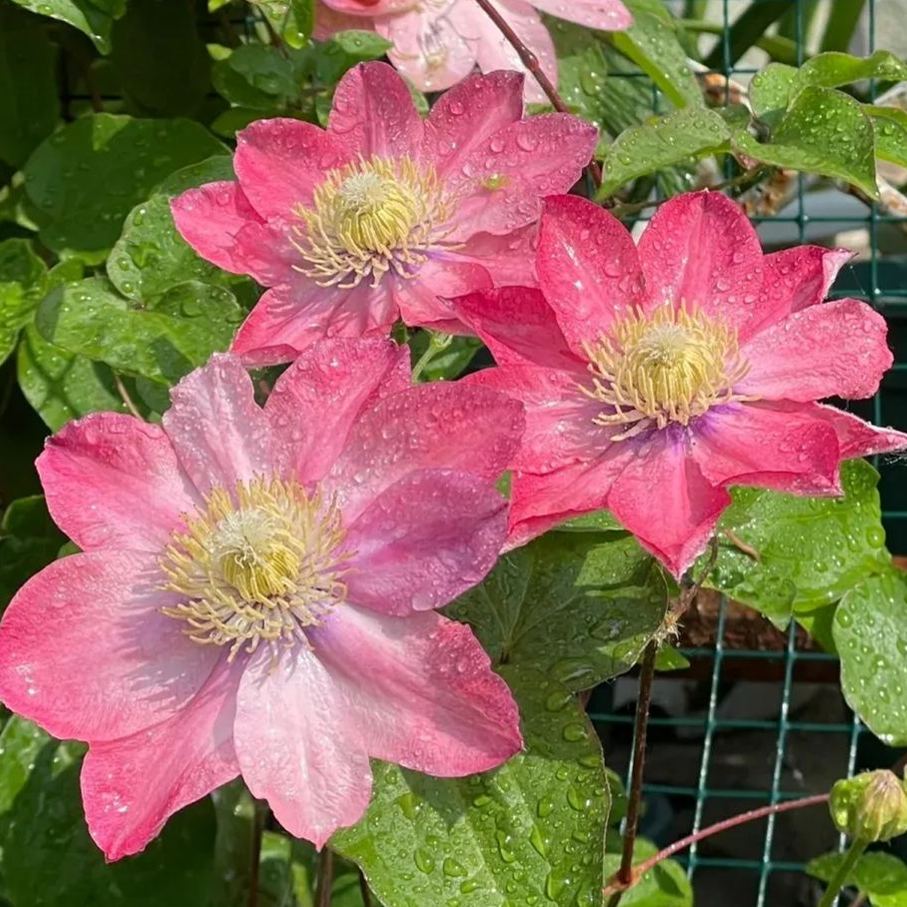 [Copy]Clematis 'Little Mermaid'