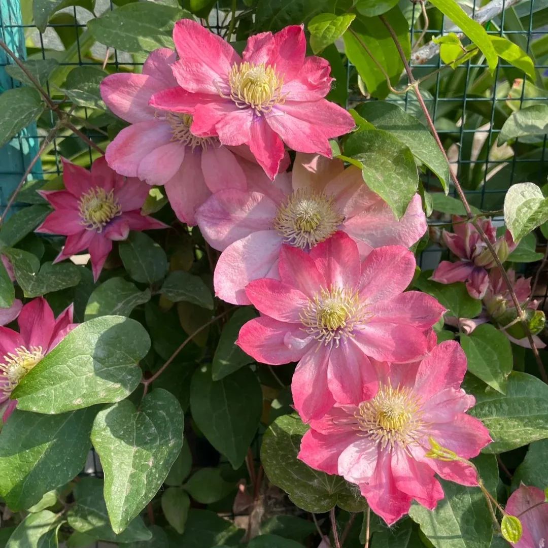 [Copy]Clematis 'Little Mermaid'