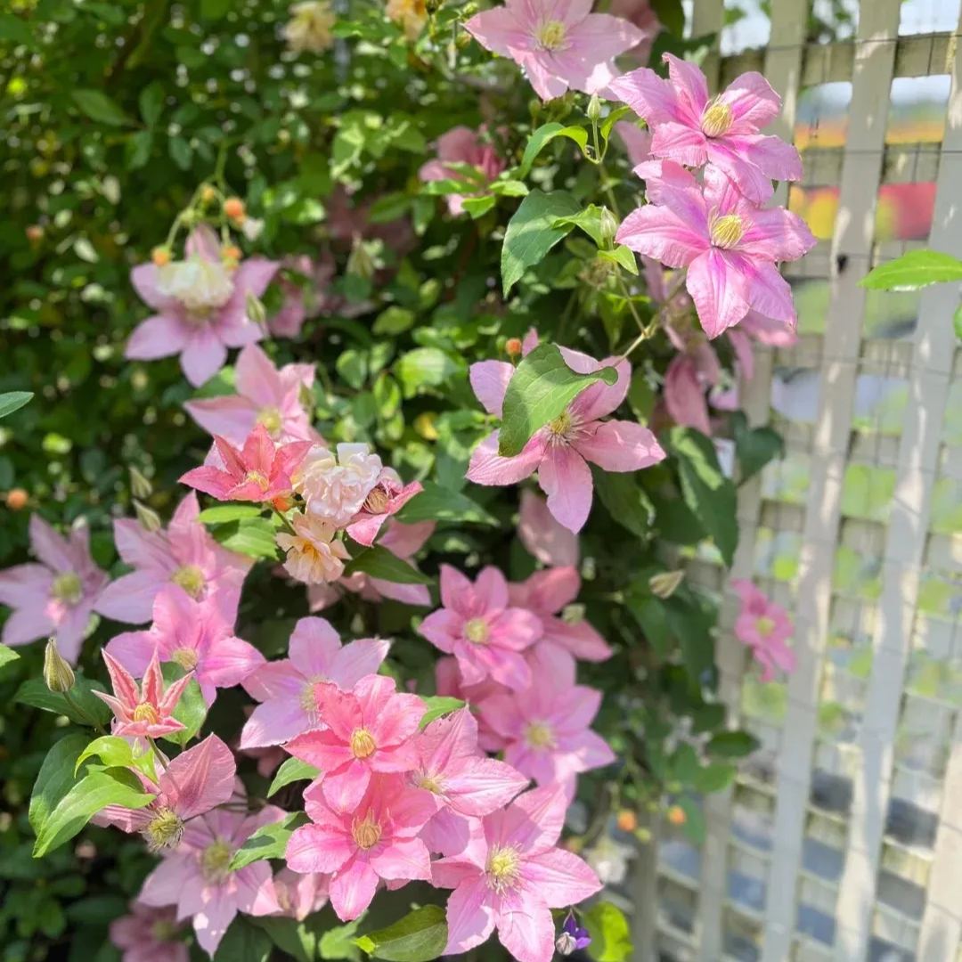 [Copy]Clematis 'Little Mermaid'