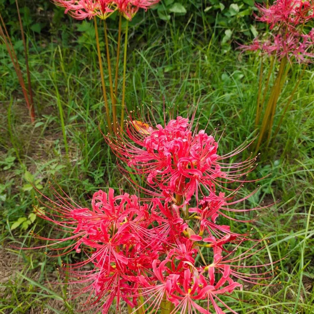 ✨Spider Lily Bulbs✨Perennial Plants🪴Various Colors