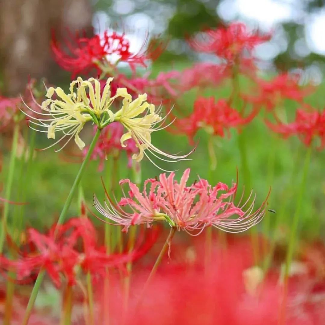 ✨Spider Lily Bulbs✨Perennial Plants🪴Various Colors