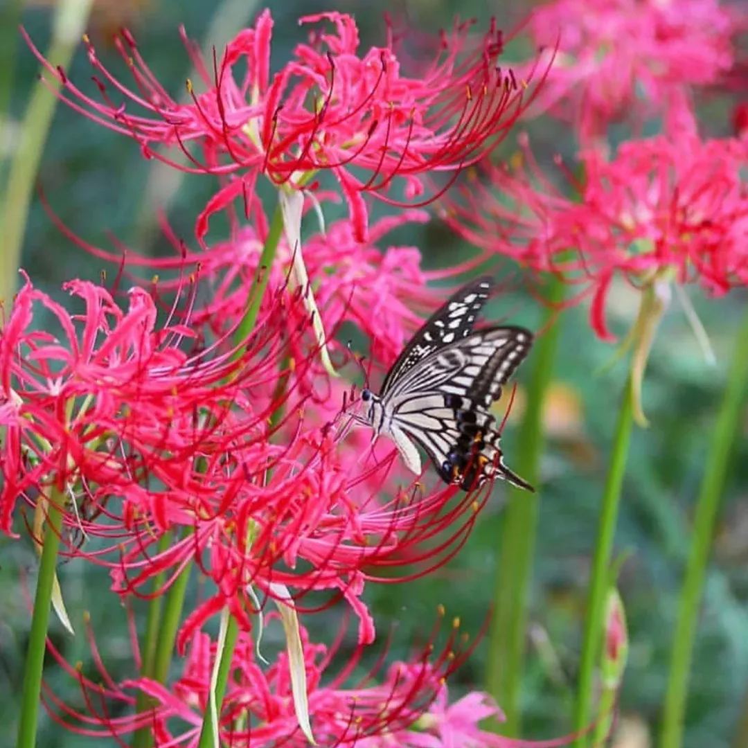 ✨Spider Lily Bulbs✨Perennial Plants🪴Various Colors