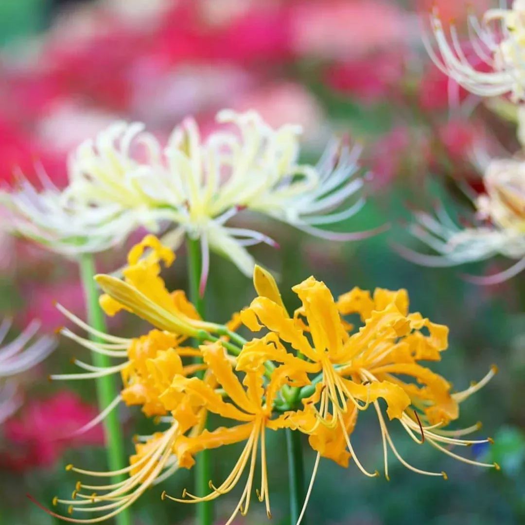 ✨Spider Lily Bulbs✨Perennial Plants🪴Various Colors