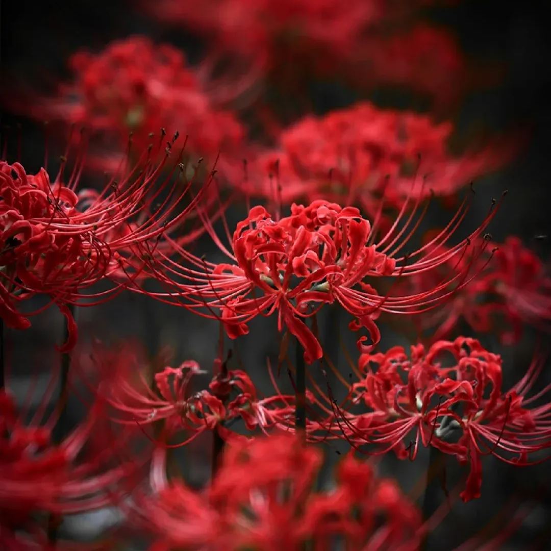 ✨Spider Lily Bulbs✨Perennial Plants🪴Various Colors