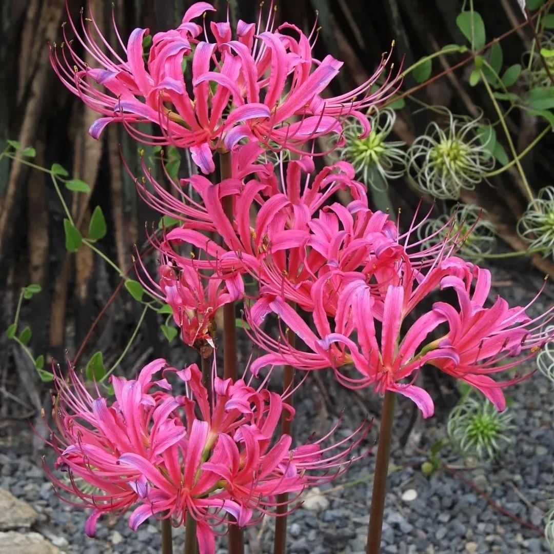 ✨Spider Lily Bulbs✨Perennial Plants🪴Various Colors