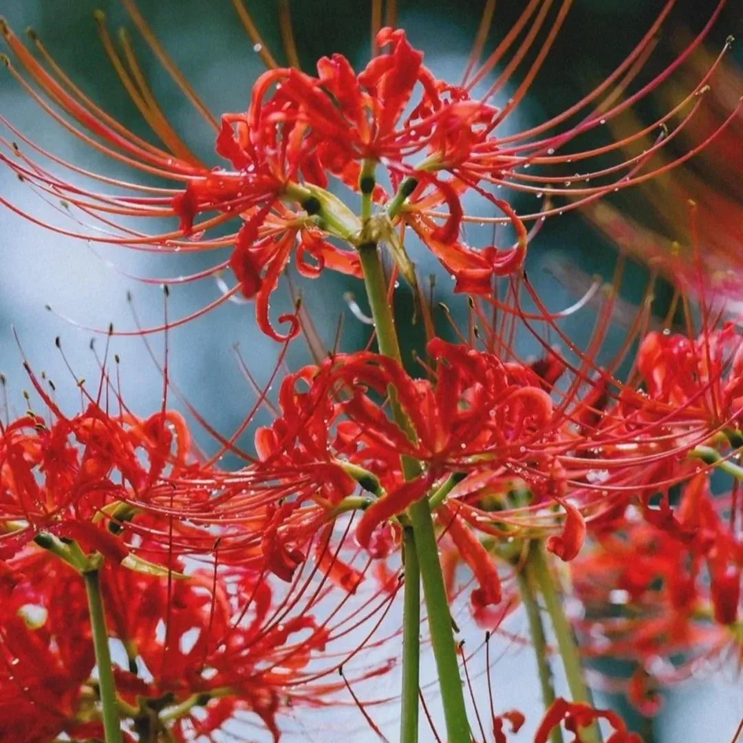 ✨Spider Lily Bulbs✨Perennial Plants🪴Various Colors