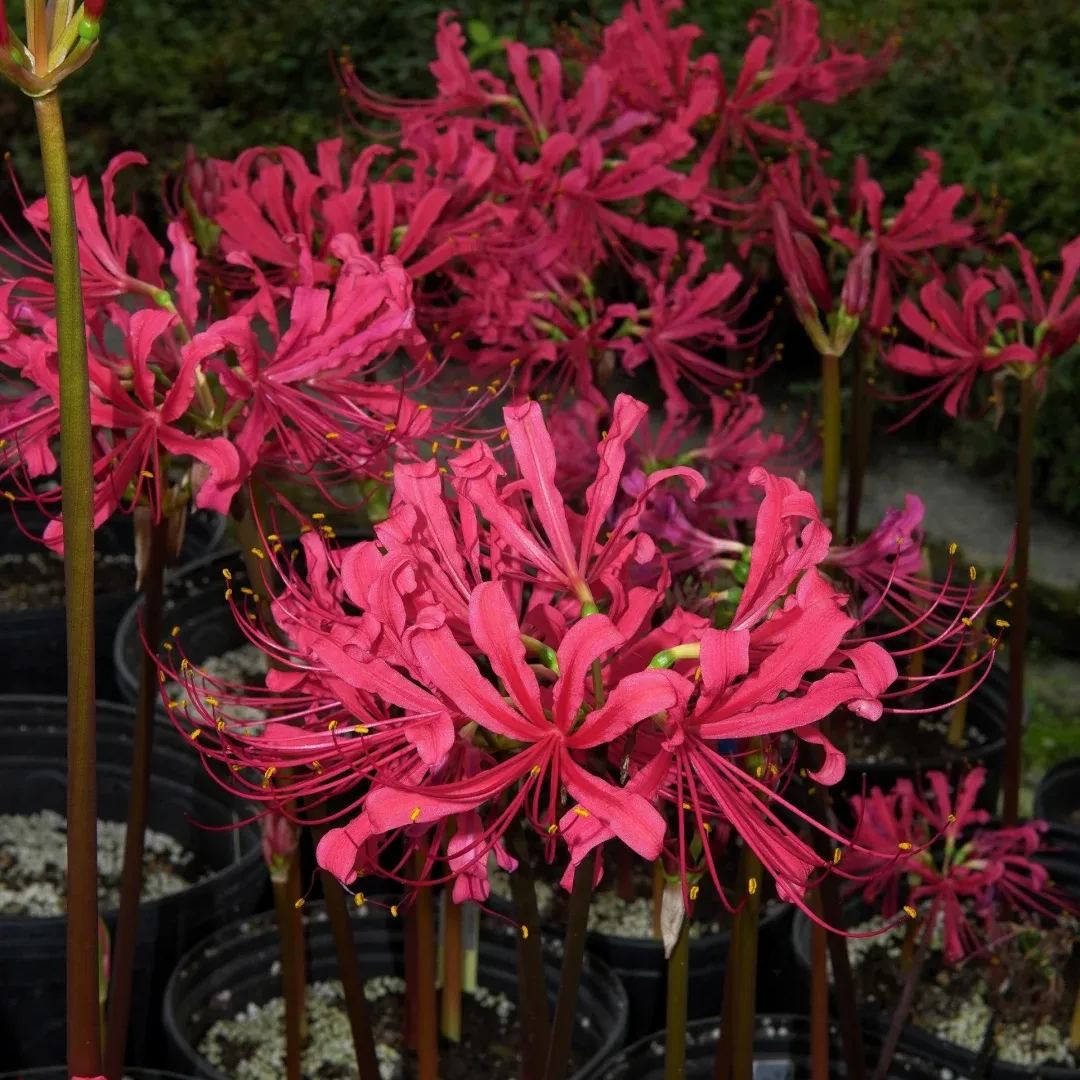 ✨Spider Lily Bulbs✨Perennial Plants🪴Various Colors