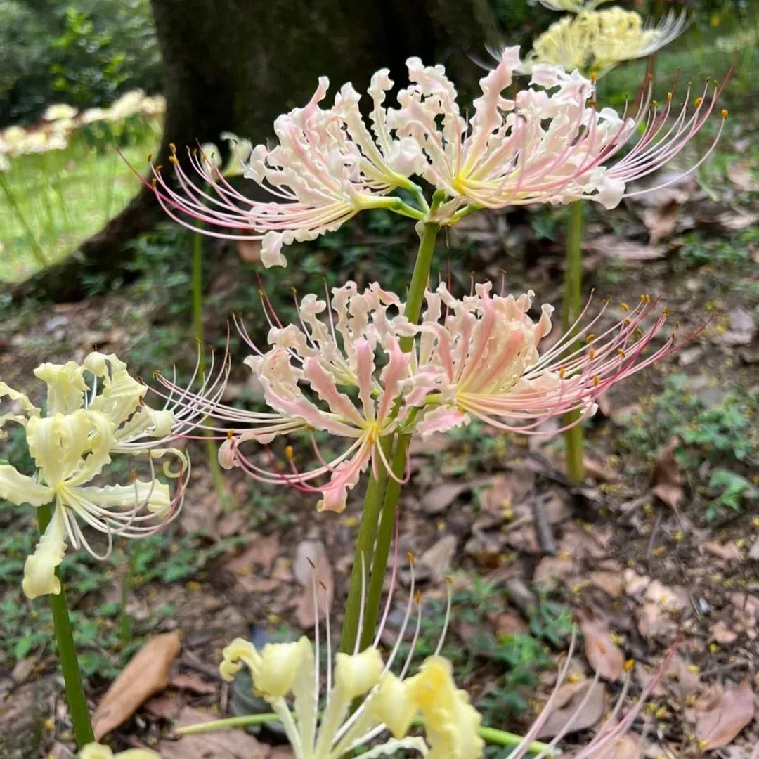 ✨Spider Lily Bulbs✨Perennial Plants🪴Various Colors
