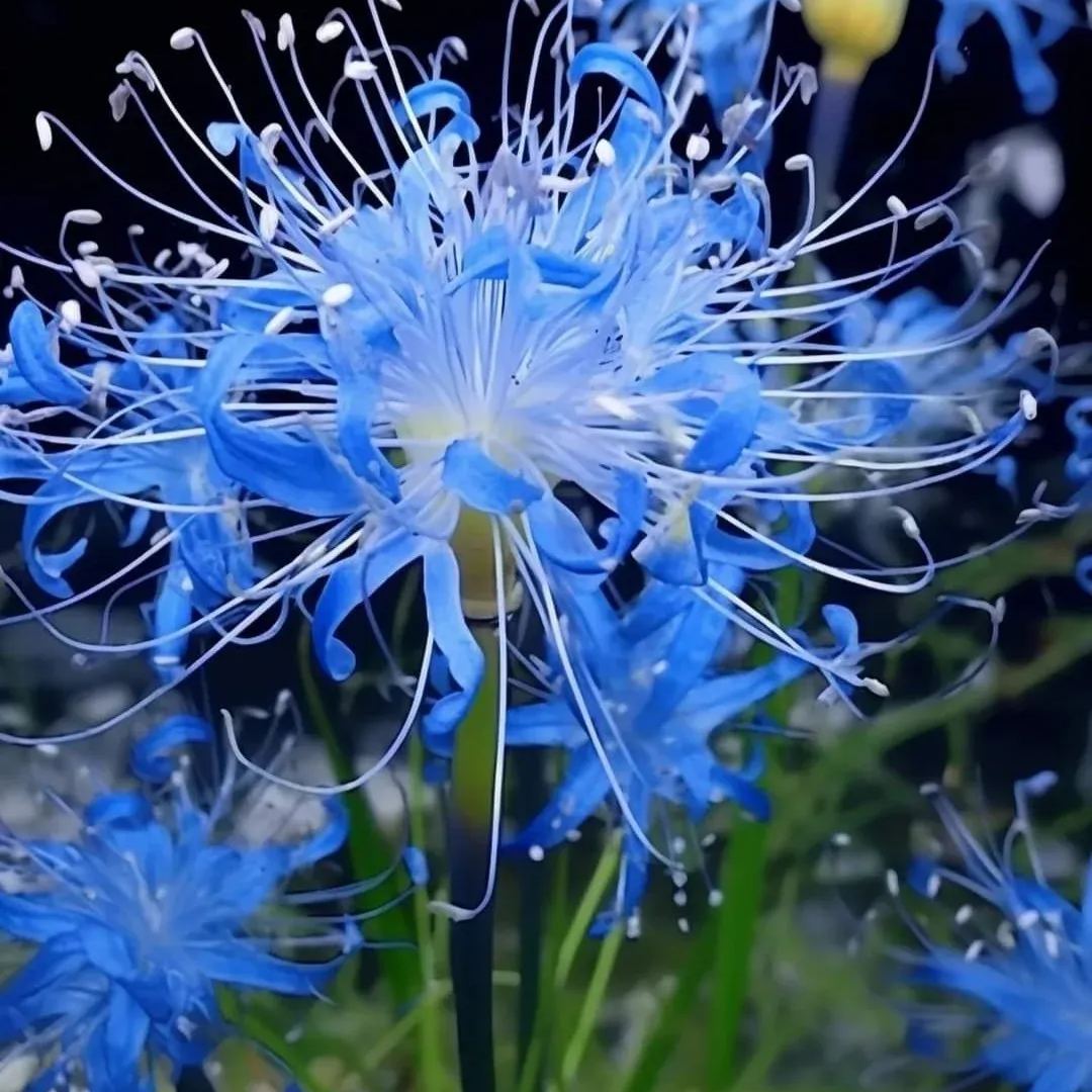 ✨Spider Lily Bulbs✨Perennial Plants🪴Various Colors