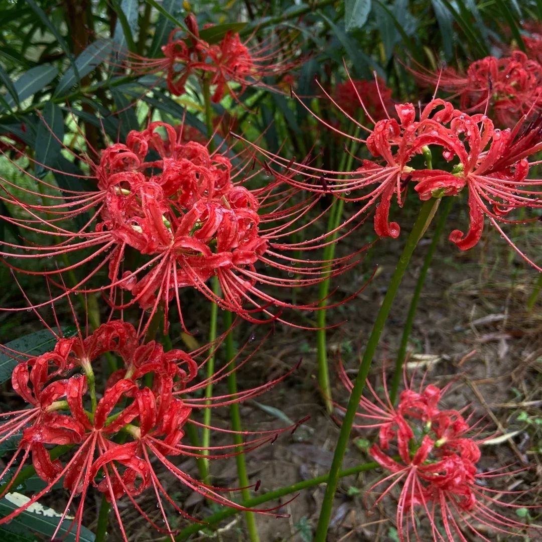 ✨Spider Lily Bulbs✨Perennial Plants🪴Various Colors