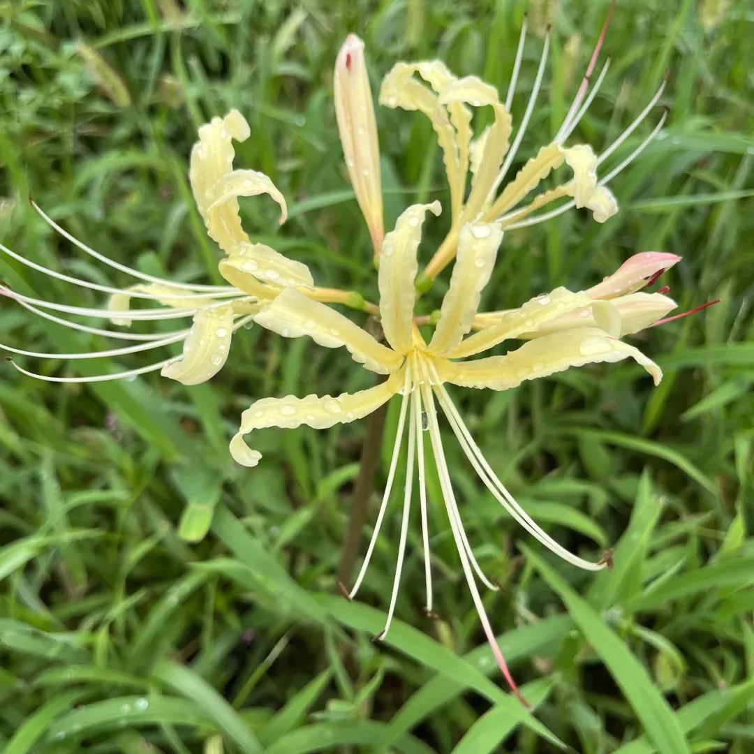 ✨Spider Lily Bulbs✨Perennial Plants🪴Various Colors