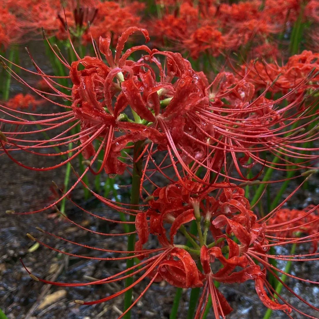 ✨Spider Lily Bulbs✨Perennial Plants🪴Various Colors