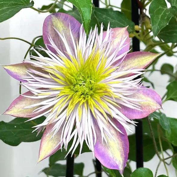 [Copy]Clematis 'Crystal Fountain'