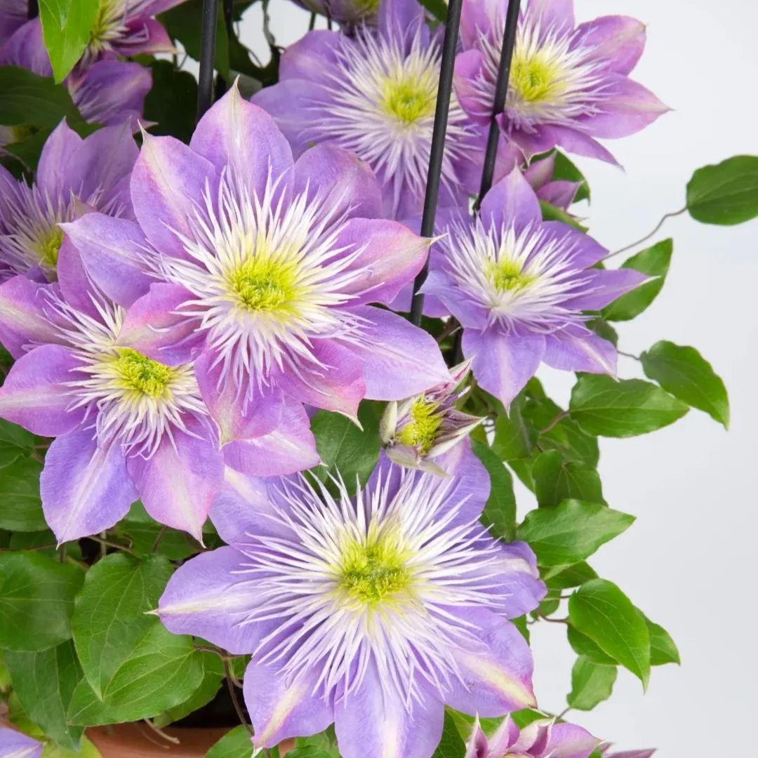 [Copy]Clematis 'Crystal Fountain'