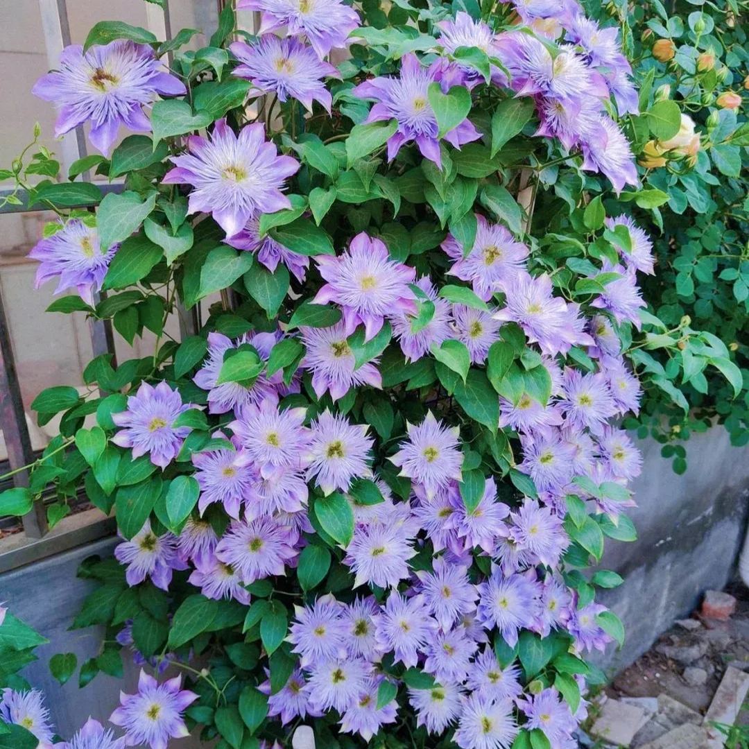 [Copy]Clematis 'Crystal Fountain'