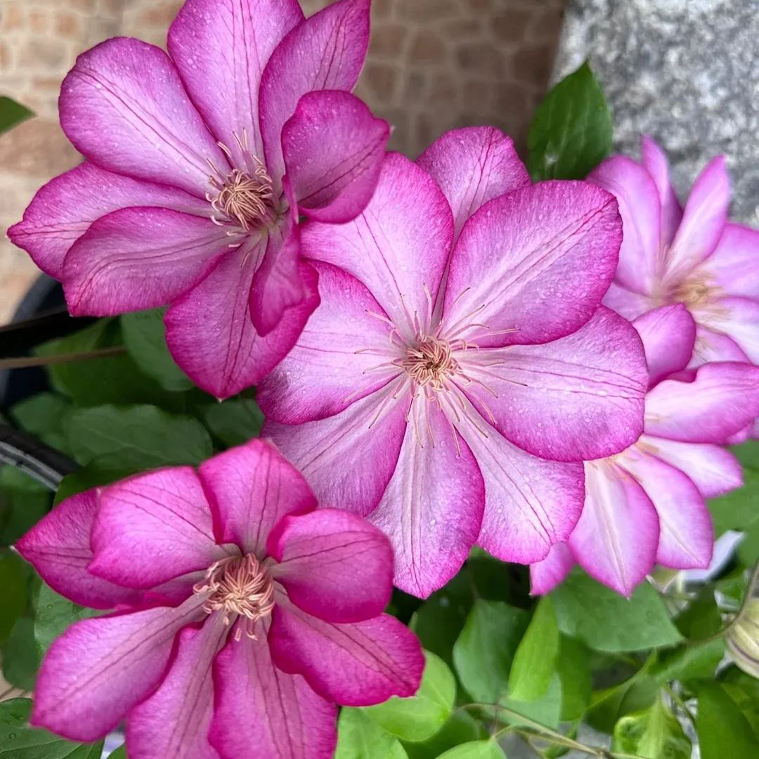 Clematis ' Liberation'