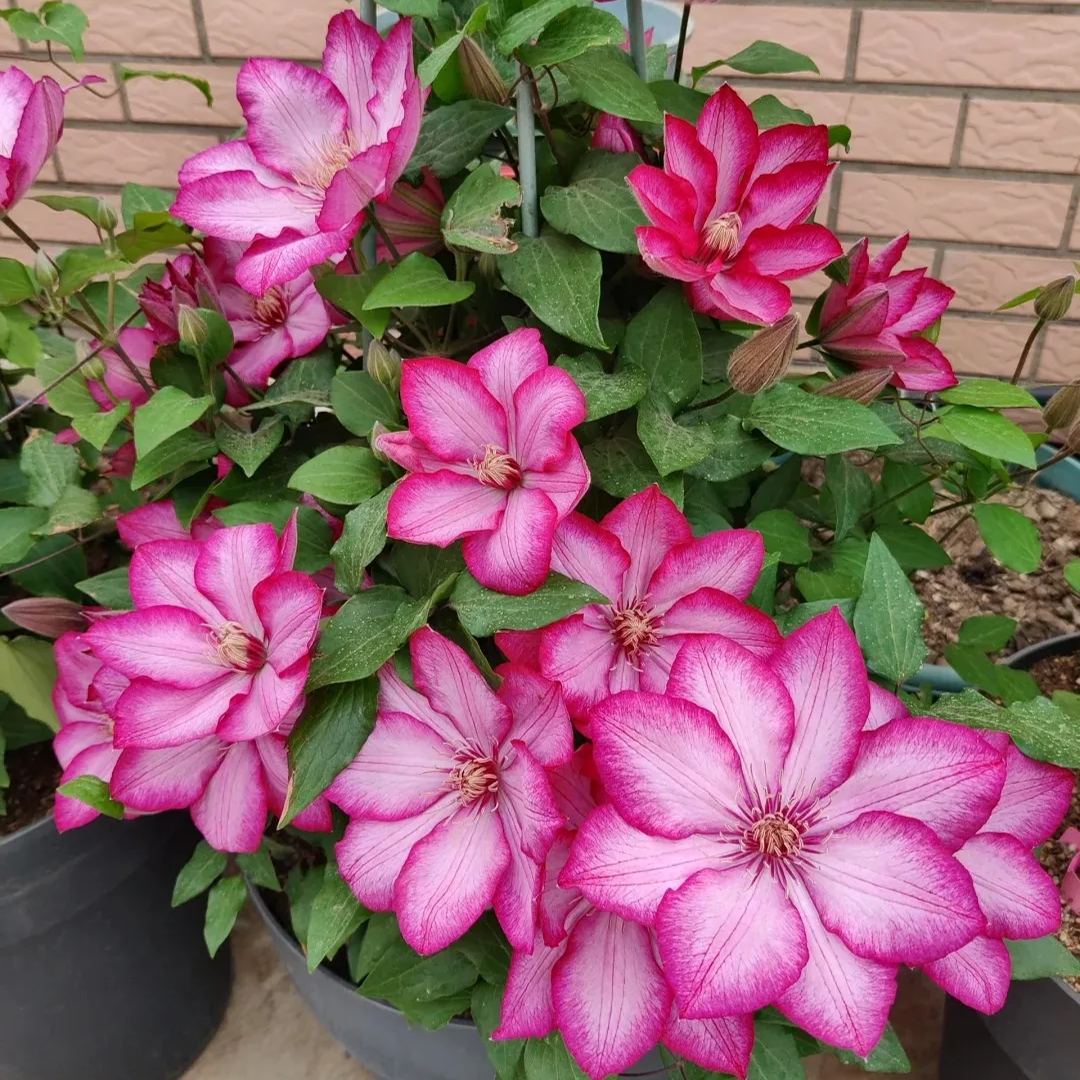 Clematis ' Liberation'