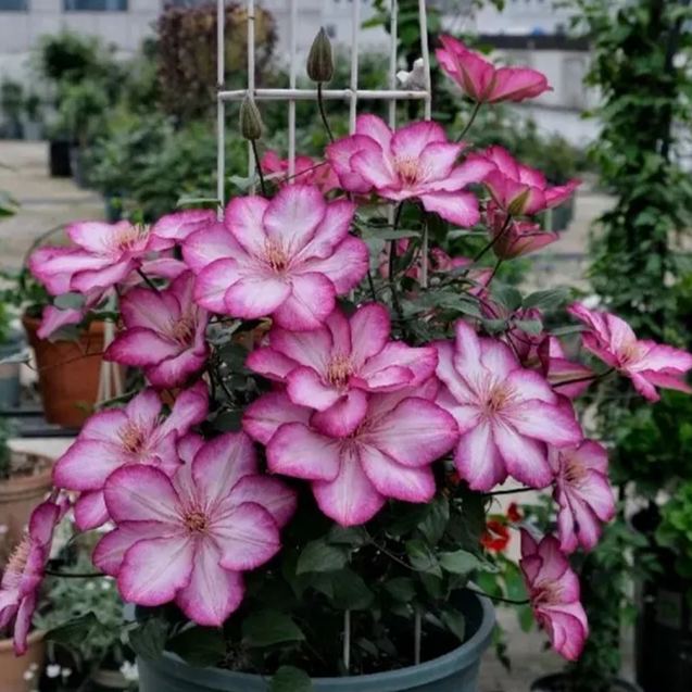 Clematis ' Liberation'