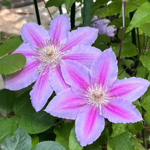 Clematis ' Bee's Romance'
