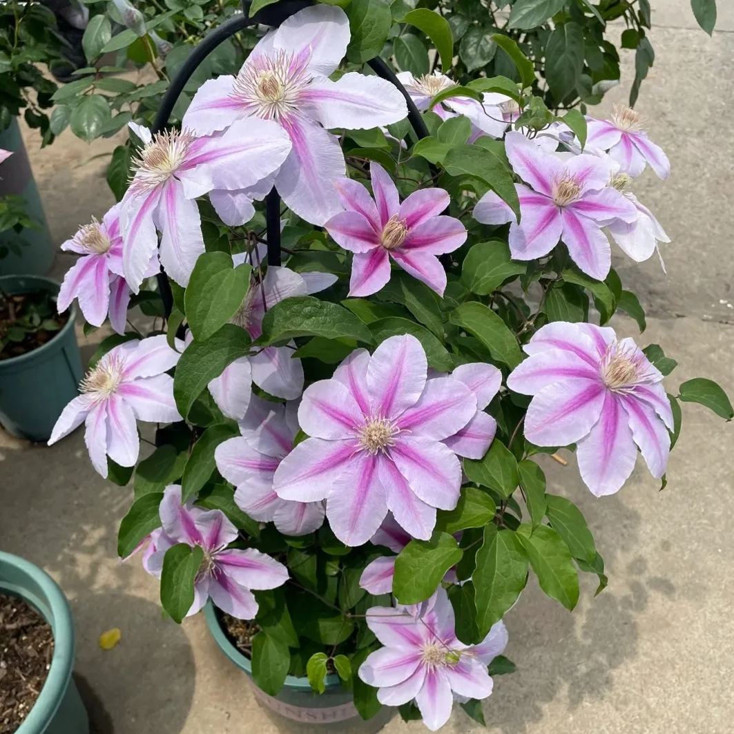 Clematis ' Bee's Romance'