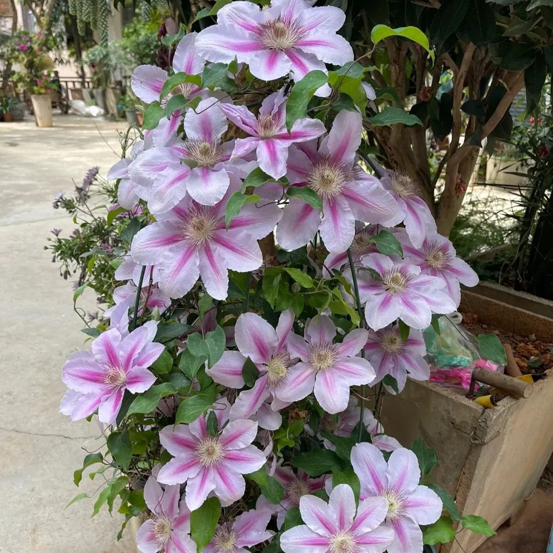 Clematis ' Bee's Romance'