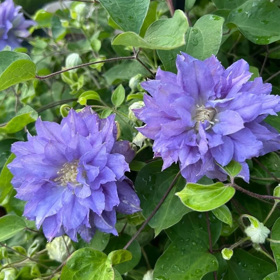 [Copy]Clematis ' Bee's Romance'