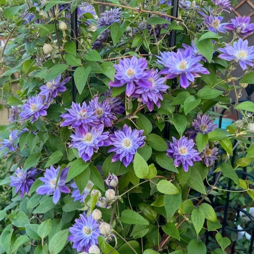 [Copy]Clematis ' Bee's Romance'