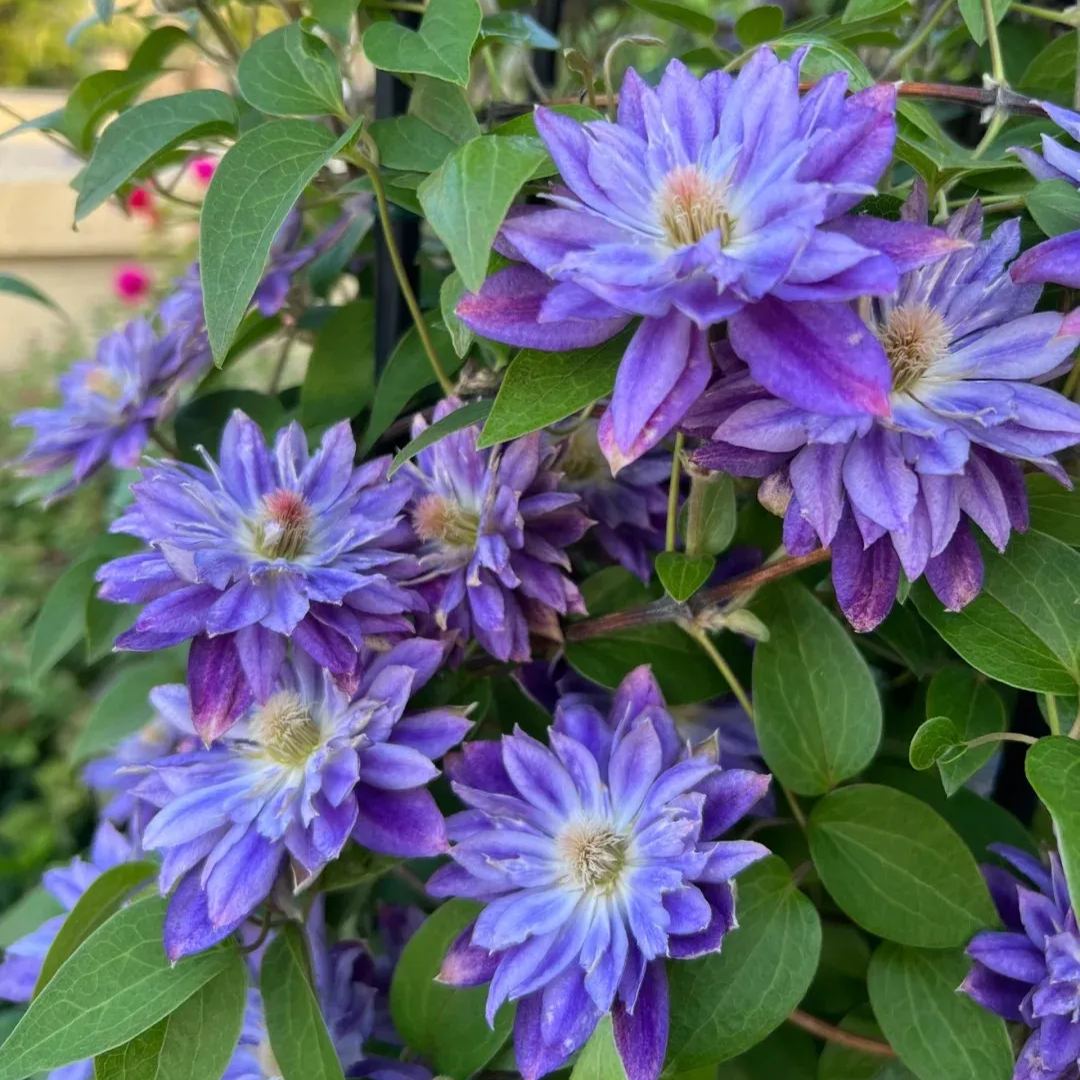 [Copy]Clematis ' Bee's Romance'