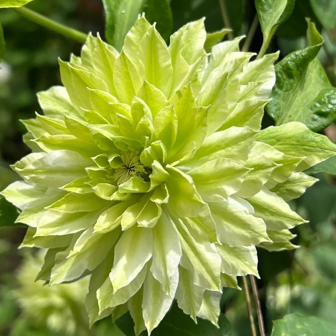 Clematis 'Wind Forest'