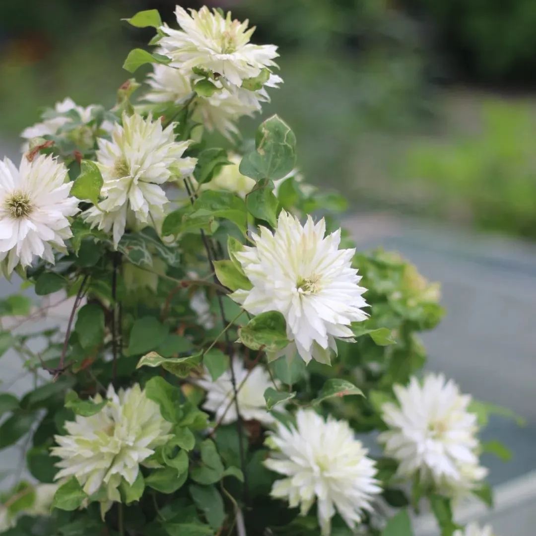 Clematis 'Wind Forest'