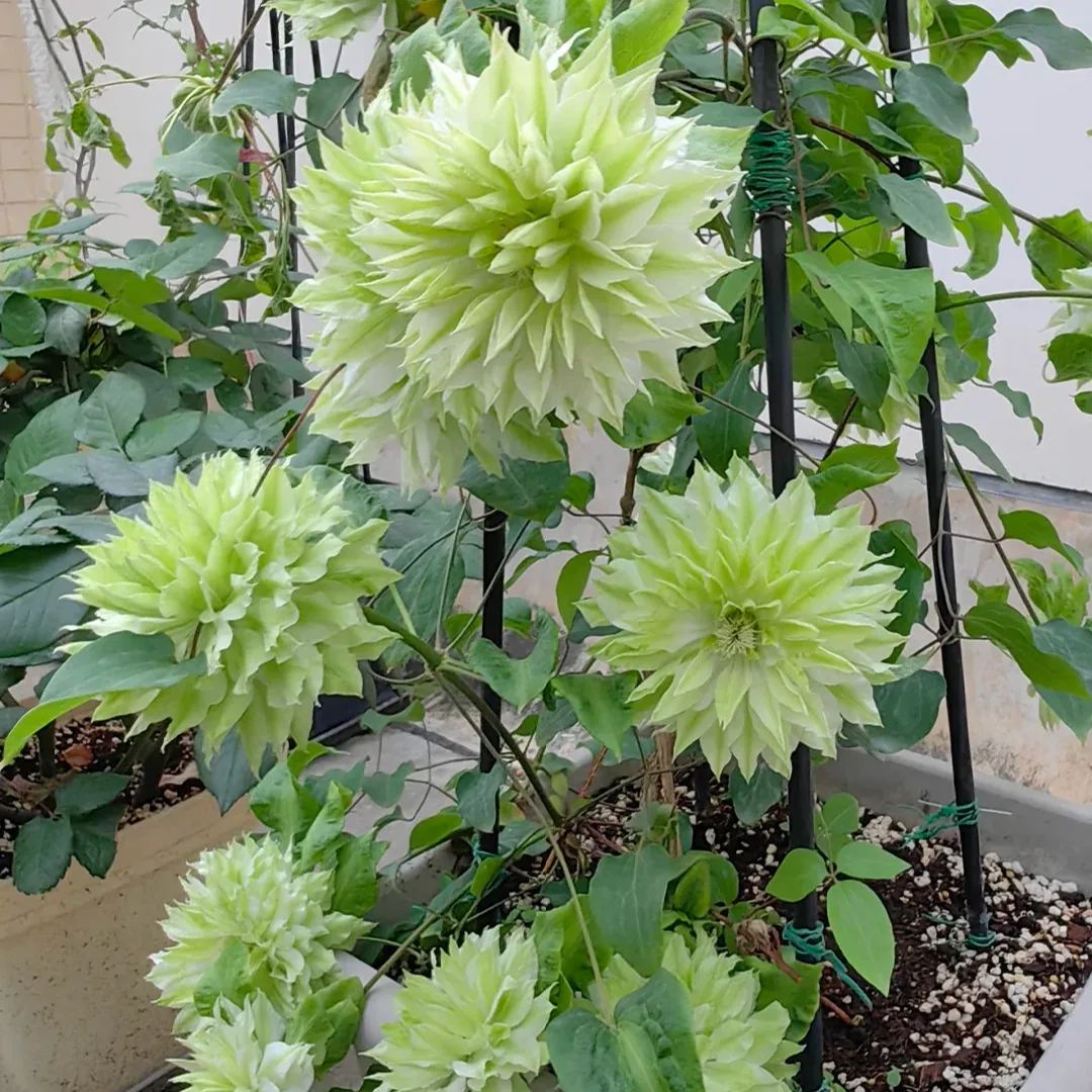 Clematis 'Wind Forest'