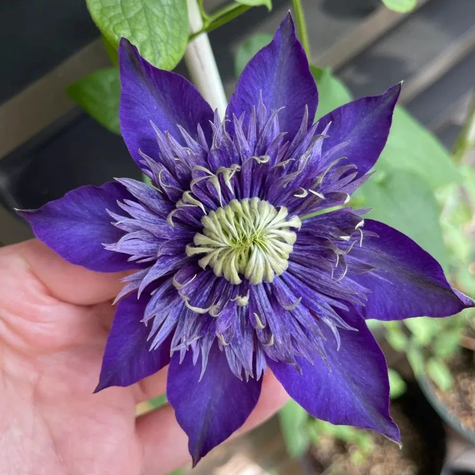 Clematis 'Super Blue'