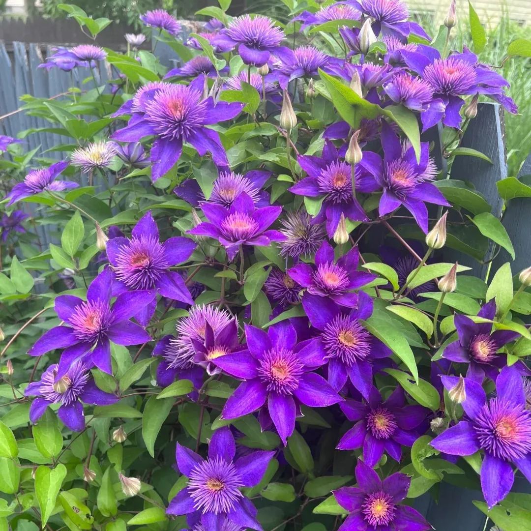 Clematis 'Super Blue'