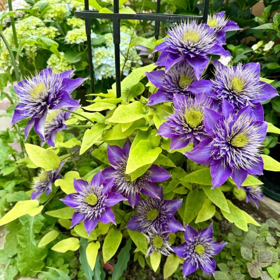 Clematis 'Super Blue'