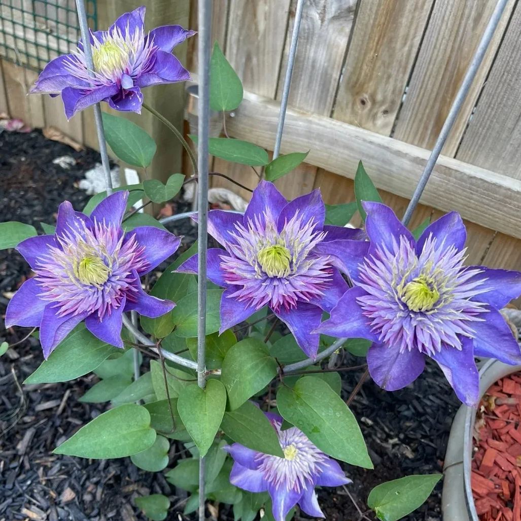 Clematis 'Super Blue'